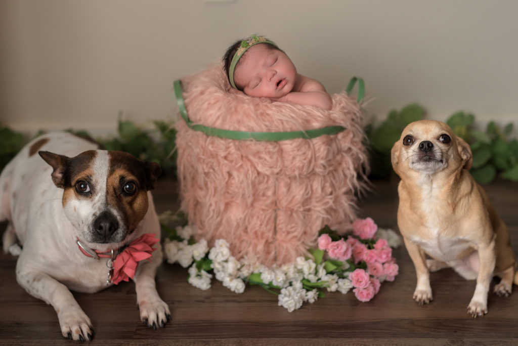 Charlotte Newborn Photographer posed in-home with dogs