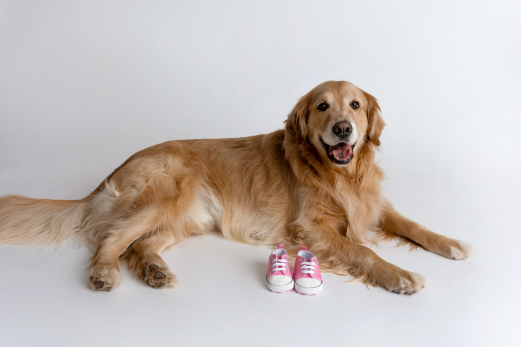 golden retriever posed with baby shoes in studio photograph
