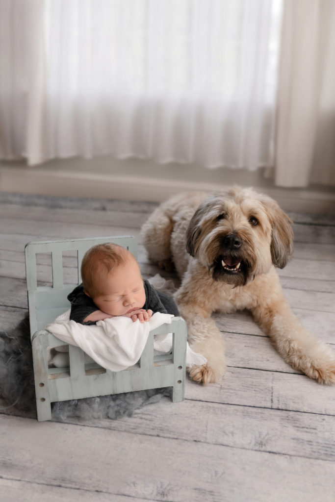 doggy and newborn asleep in newborn bed studio posed 