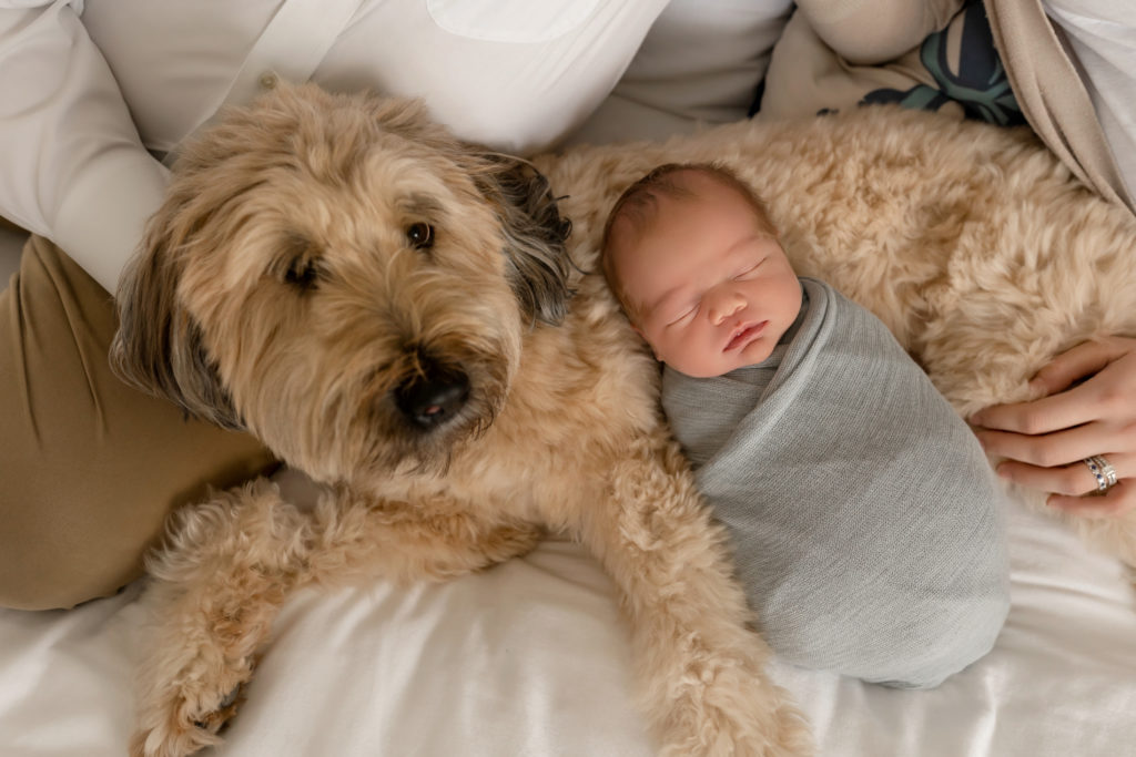doggy and baby together very cute swaddle puppy
